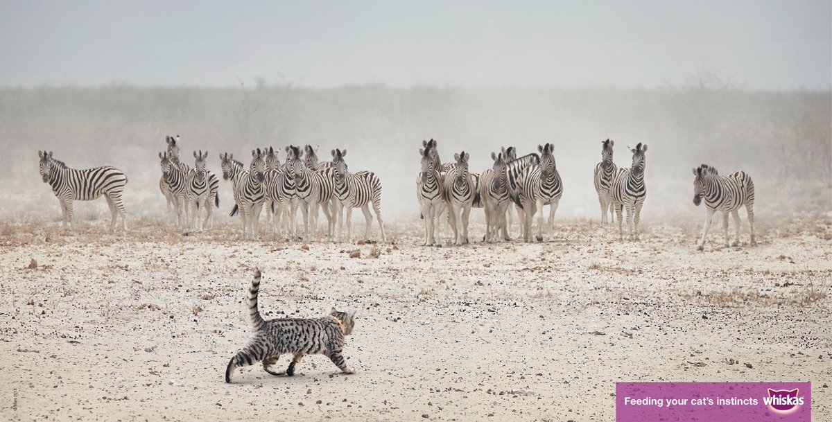 mindmapcomm's tweet photo. Inspirational Advertising #10. Ads we love. Go get 'em Tiger https://t.co/KyHBmR90DV