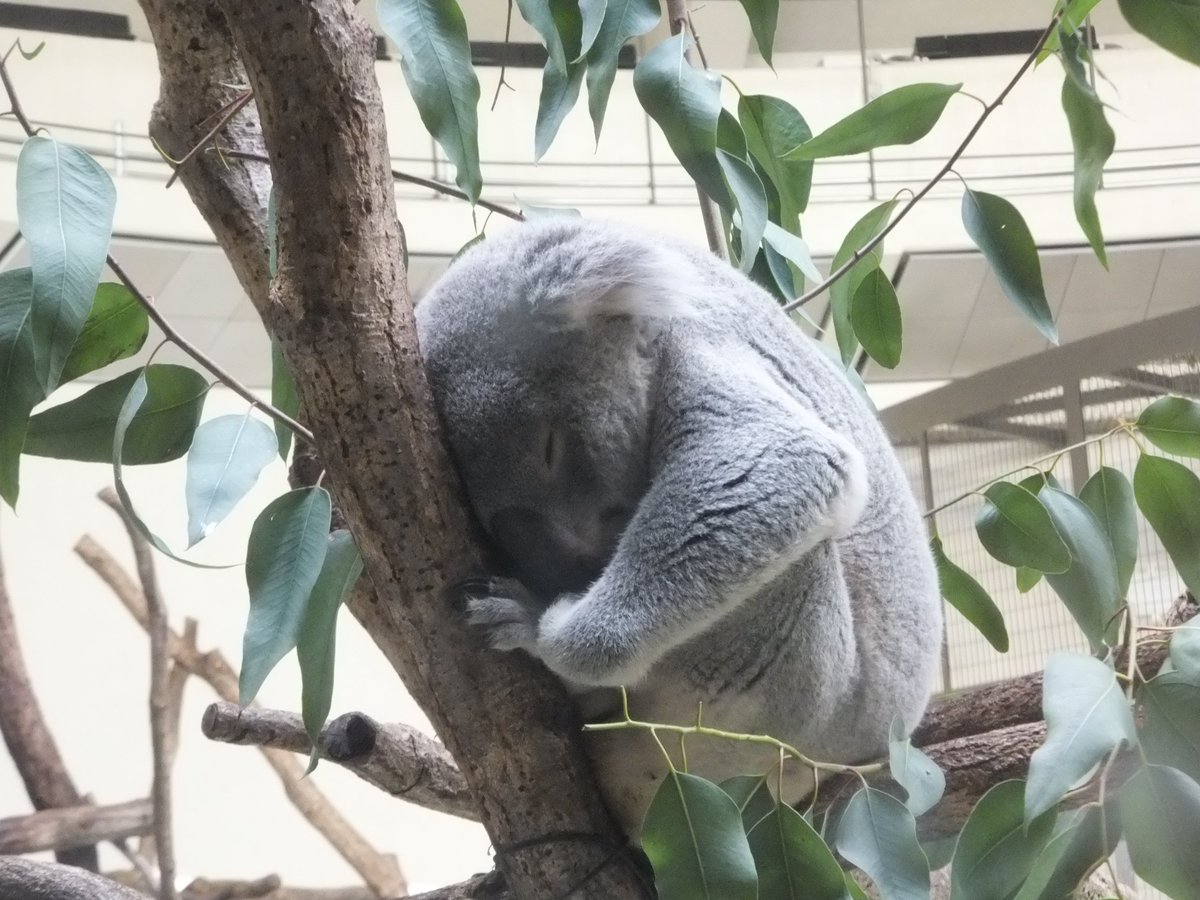 おはようございます 多摩動物公園 開園いたしました 今日は いい天気です コアラたちは まだお眠り中です 調 多摩動物公園 公式 Scoopnest