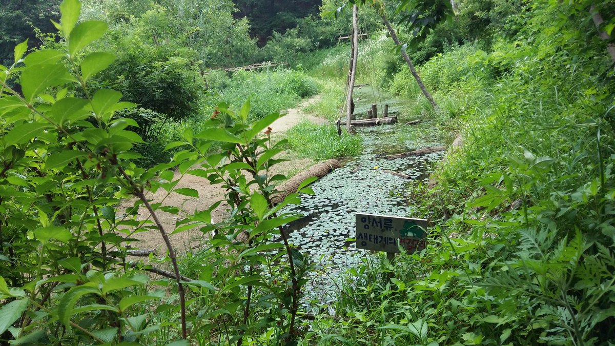 forestwom's tweet image. 판교도서관 뒤 판교공원에서 환경부 공모 선정되어 전액국비로 추진한 #성남시 판교 묵논습지 복원사업이 제16회 자연환경대상 공모전에서 환경부장관상(최우수상)을 수상하였네요. 생태적.친환경적 복원의 우수성을 인정받은만큼 앞으로 유지관리에 더 신경쓰겠습니다