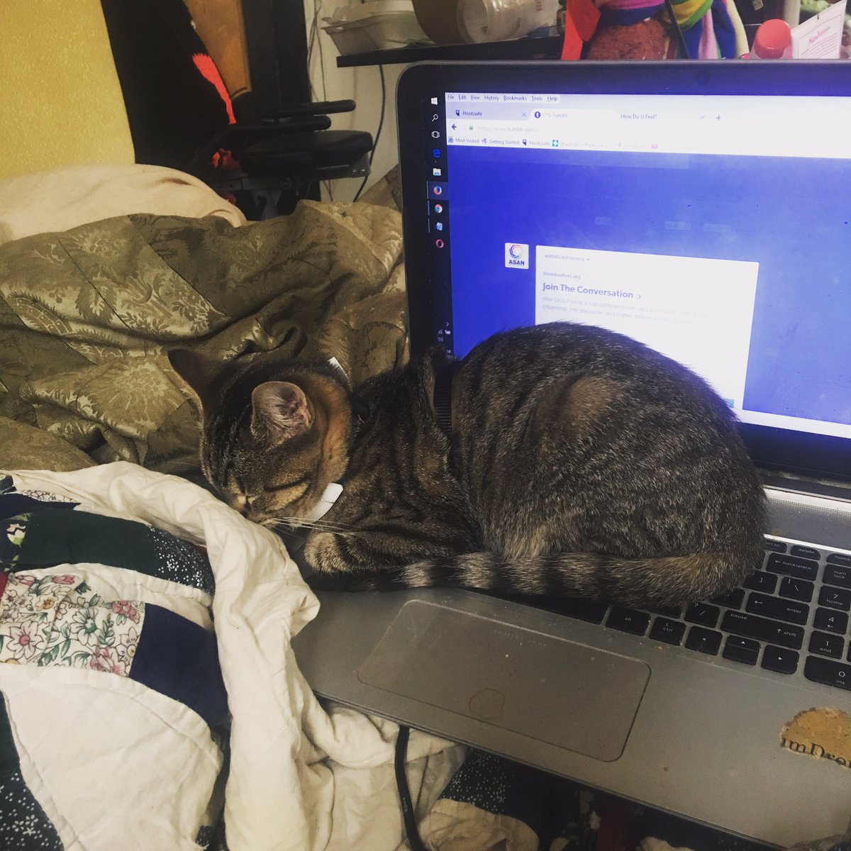 MollybDog's tweet photo. Kitten that is not permissible behavior. You bring dishonor on our family go nap on laps. https://t.co/EGcoJPjw2v