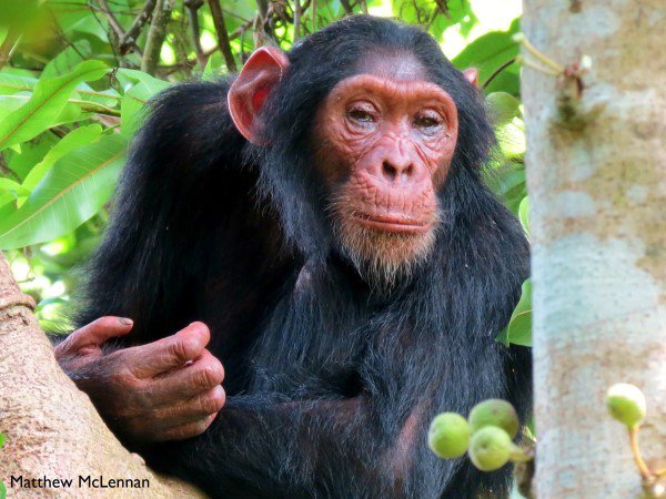 The Bulindi Chimpanzee &amp; Community Project: The first 18 months and future goals chimpsaver.org/bulindi-chimpa…