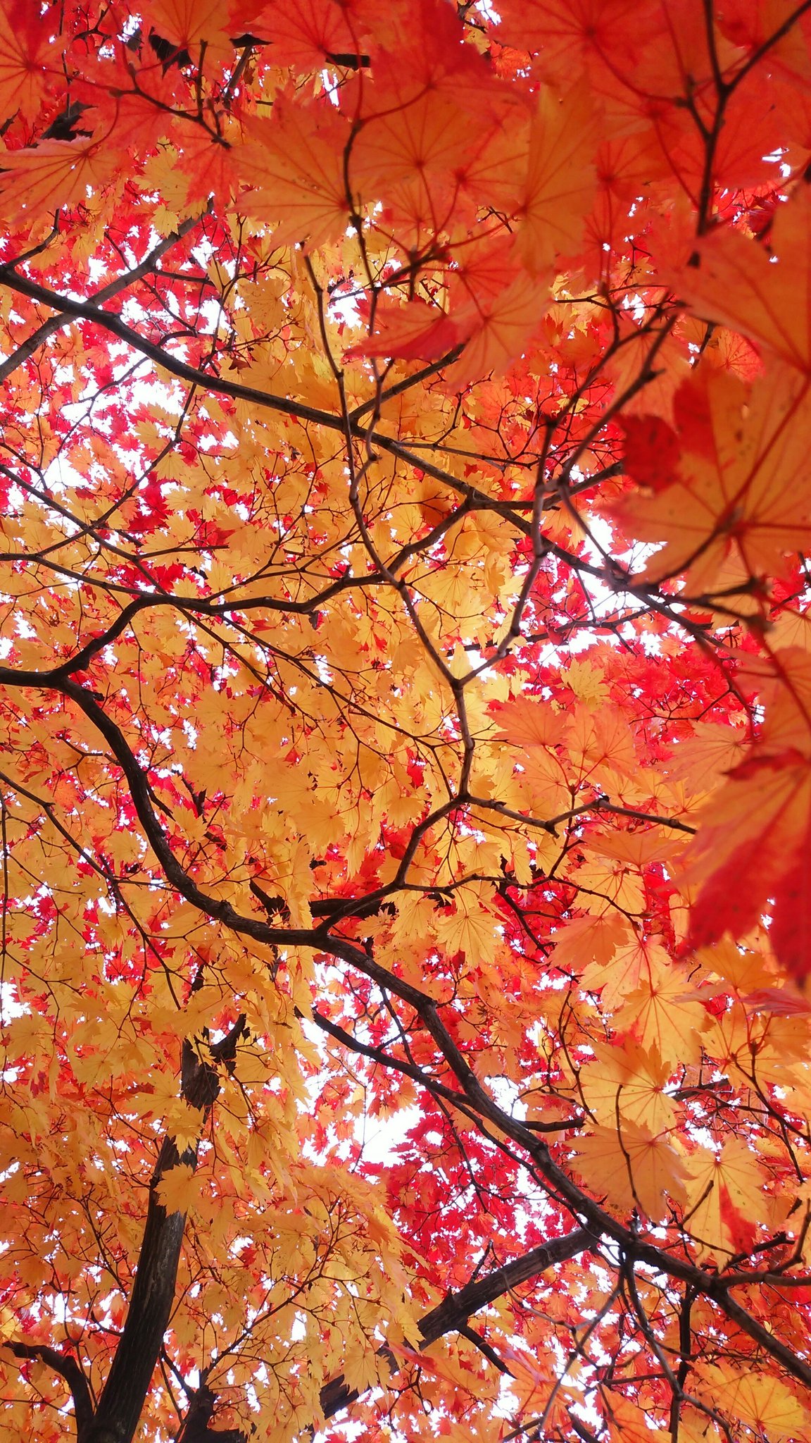 拓也 北大の銀杏並木で壁紙を撮ってきた 壁紙として使うわけではなく それっぽい写真を撮りたいだけ T Co Hnn2e4zbcf Twitter