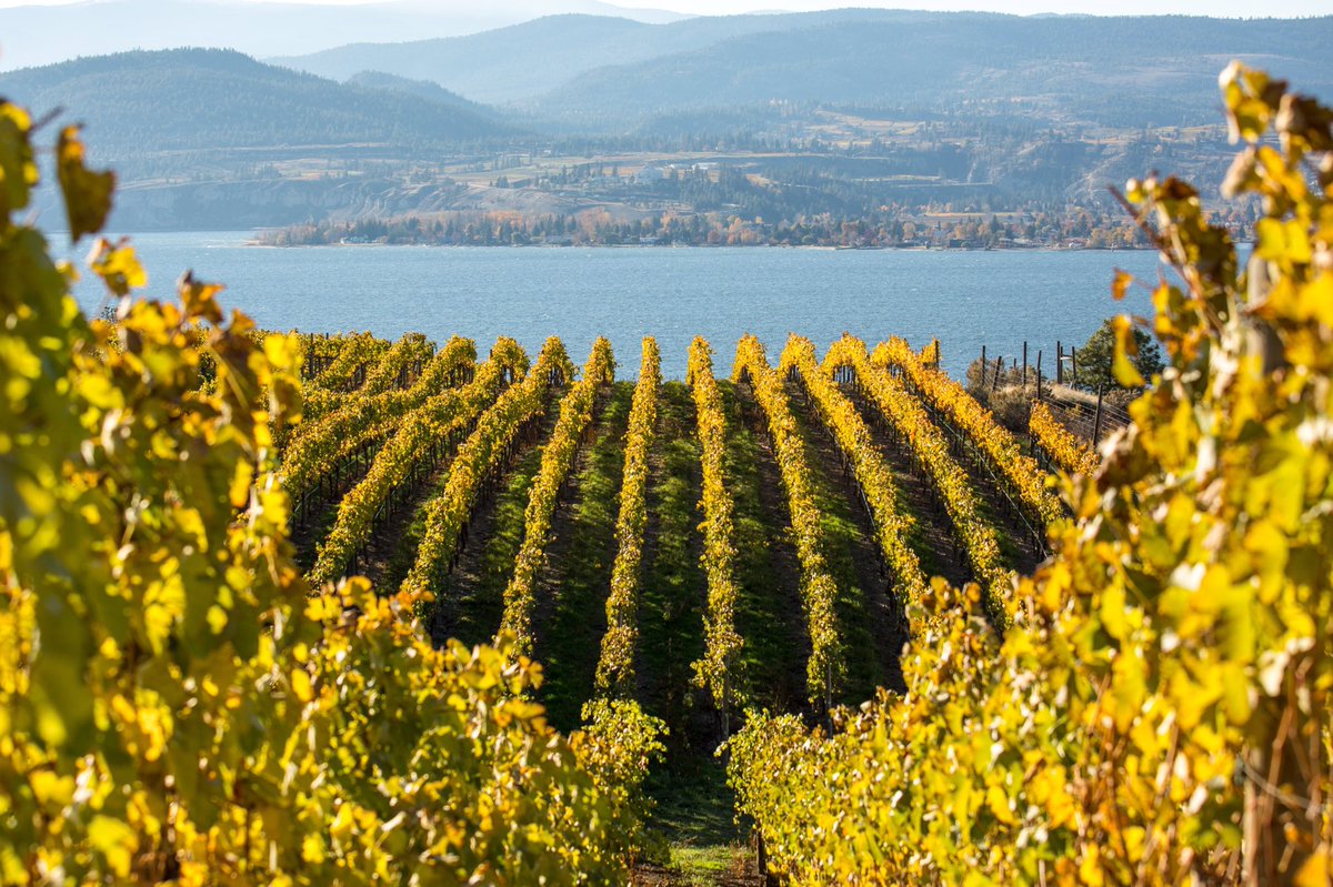 A beautiful day of sunshine and #fallcolours on the #NaramataBench.  #bcwine #explorebc photo: @CKstenberg
