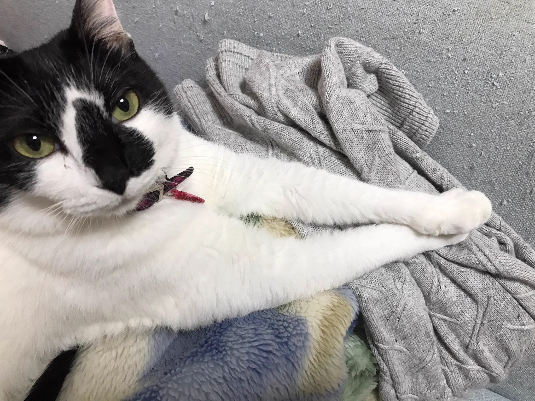 猫ってこんなことするんだWWギターのピックが好きなのかなW