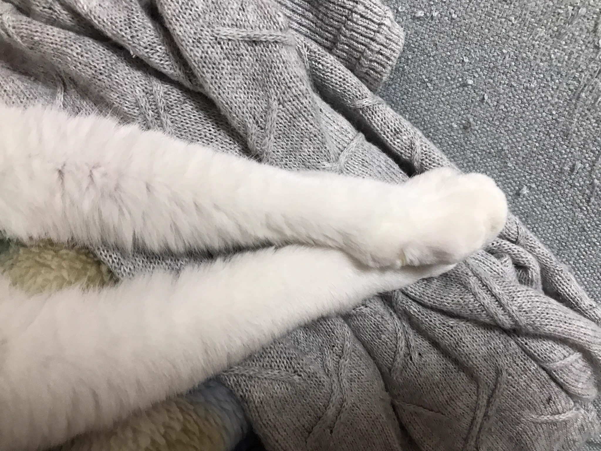 猫ってこんなことするんだWWギターのピックが好きなのかなW