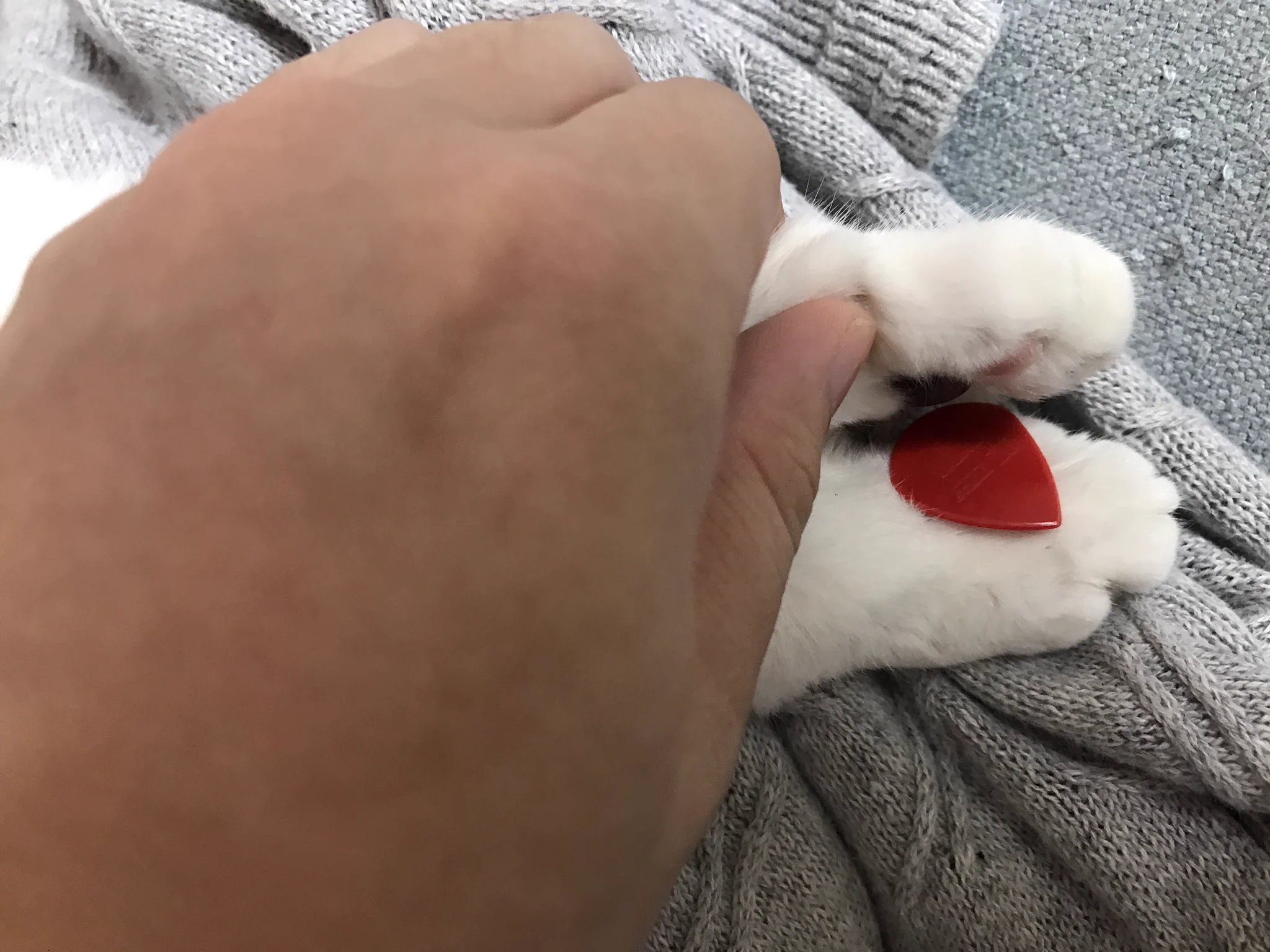猫ってこんなことするんだWWギターのピックが好きなのかなW