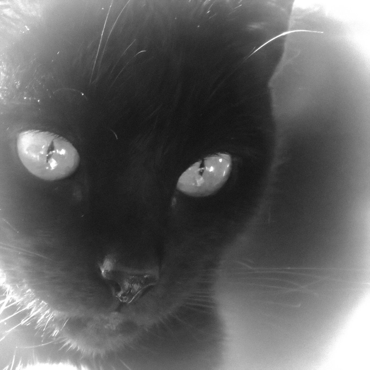 PhotographyWor6's tweet photo. #petphotography #pets #CatsOfTwitter #CatsRule #blackcats #cats https://t.co/xS6osKbej4