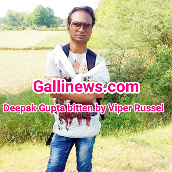 Mumbaikhabar9's tweet image. Another Snake lover Deepak Gupta was bitten by venomous #Russell-Viper snake in #GoregaonEast » He mistook it to be #IndianRockPython