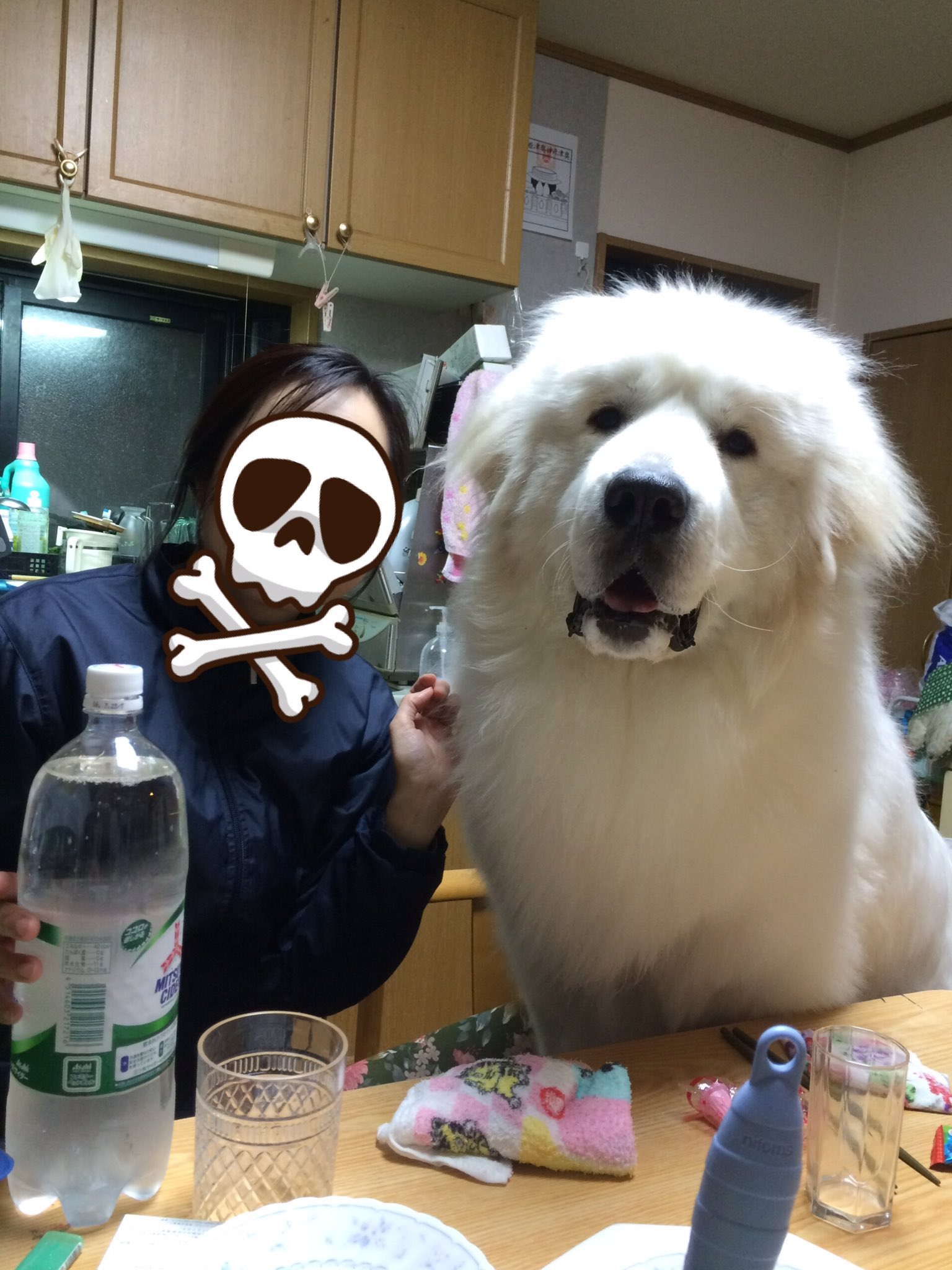 ピレネー犬のすべて An encounter with the unknown! Belle was very curious about
