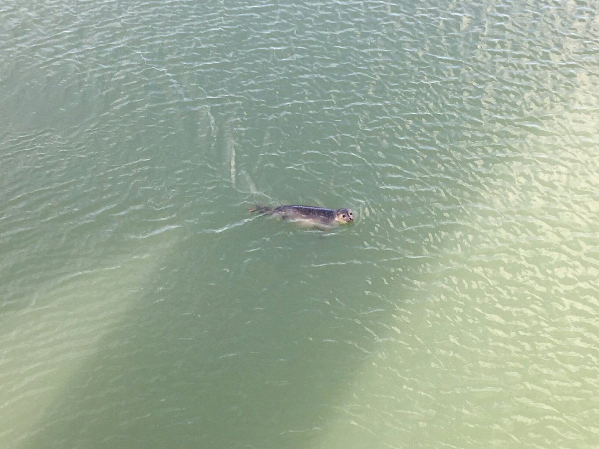 We hadden gisteren onverwachts bezoek in de haven van Cadzand-Bad. Niet alleen geschikt voor boten dus! #CADZAND-Maritiem