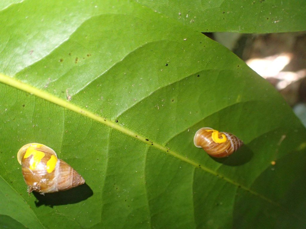 rzss's tweet photo. #ICYMI We’re delighted that the #Partula snails reintroduced from #RZSS to Tahiti have already started to breed https://t.co/R6ug0UMii3