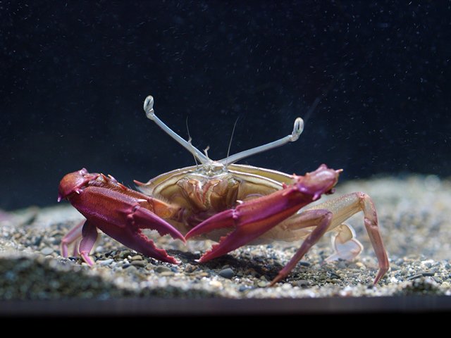 えびとカニ すさみ町立エビとカニの水族館 on X