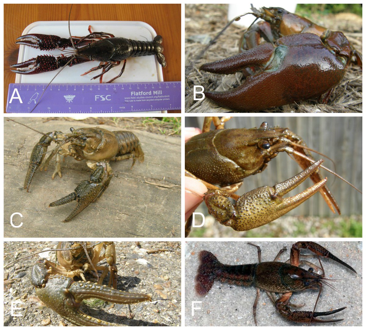 Crayfish UK (crayfish_uk) Twitter
