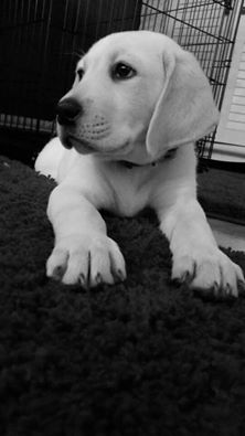 LdyGuin's tweet photo. @dog_rates @BoredToSobs 
This is Ramsey....he is a legend.

#LoveLabs https://t.co/7KF96HDClU