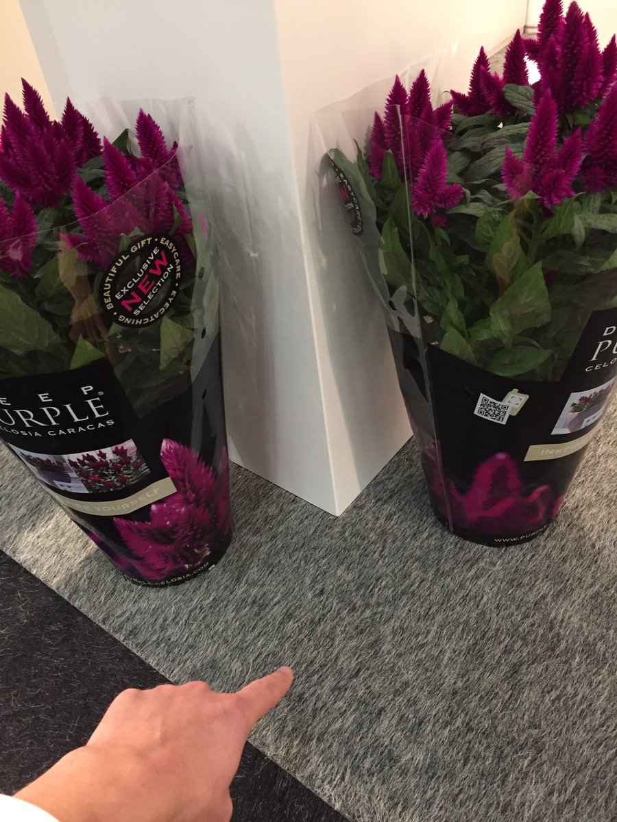Jef Ammerlaan-Sosef (@ammerlaansosef) on Twitter photo Warning! Plantendief actief geweest op de #FHTF! Ook bij <a href="/Kwekerij_JoGrow/">Kwekerij JoGrow</a> en <a href="/voortpotplanten/">Vd Voort Potplanten</a> #twuinbijt #007bellen #tepopulaireplanten Warning! Plantendief actief geweest op de #FHTF! Ook bij <a href="/Kwekerij_JoGrow/">Kwekerij JoGrow</a> en <a href="/voortpotplanten/">Vd Voort Potplanten</a> #twuinbijt #007bellen #tepopulaireplanten