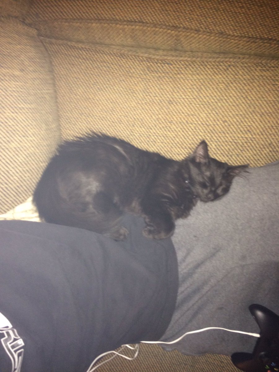 Tclarkin95's tweet photo. Your boy just got a 99% on his stats exam so you guys get a sweet pic of my cat. Congratulations to you guys!! https://t.co/ZxSKq162Qy