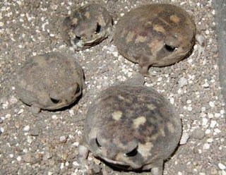 ヤト 四肢麻痺 失語症 リハビリ通院中 Yato0130 ナマカフクラガエル 南アフリカに分布 砂漠地帯に適応したカエル 普段は砂を掘り地下で生活している 繁殖期には地上に出てきてパートナーを探す また 卵が孵化すると通常オタマジャクシにはならず