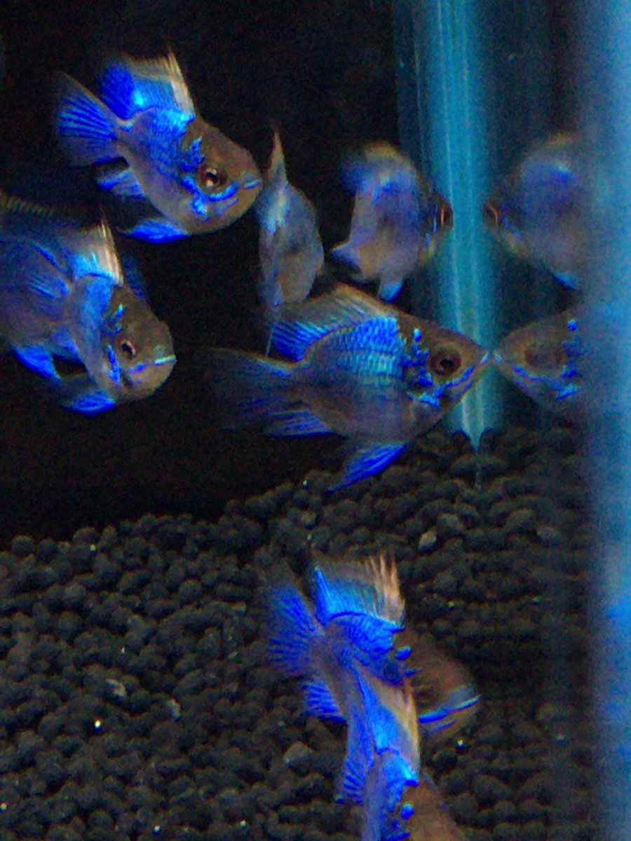 熱帯魚 アクアショップ イブ 熱帯魚入荷しました ハイフェソブリコン メタエコロンビア ハイフェソブリコン アマパエンシス ファイアーファントム 北米淡水カレイ 南米淡水フグ バルーンブルーダイヤモンド ラム アーリー レッドビーシュリンプ ブラック 熱帯魚 アクアショップ イブ 熱帯魚入荷しました ハイフェソブリコン メタエコロンビア ハイフェソブリコン アマパエンシス ファイアーファントム 北米淡水カレイ 南米淡水フグ バルーンブルーダイヤモンド ラム アーリー レッドビーシュリンプ ブラック