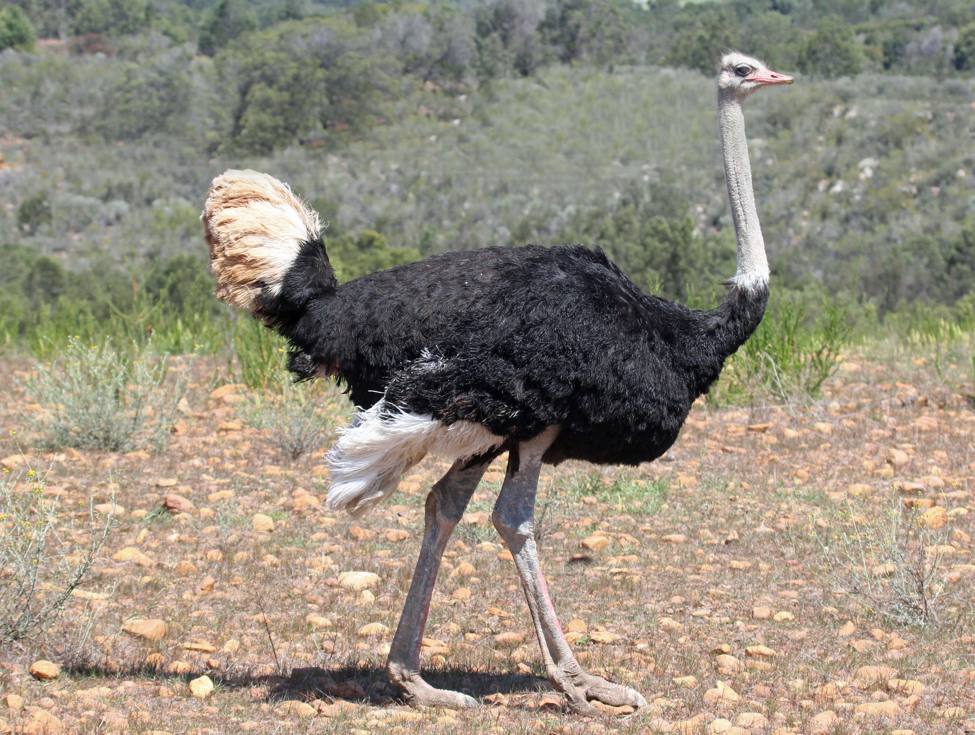 African Bird Names on X: "Struthio camelus; Common Ostrich #Afrikaans:  Volstruis #Khoekhoegowab: |amib #Otjiherero: Ombo The largest bird in the  world. https://t.co/P6NdiyZfZ0" / X