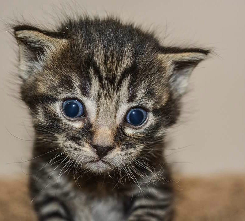 PawtraitPerfect's tweet image. One of the coolest examples of photographers giving back that we&apos;ve ever seen. Read more: buff.ly/2eITQU3 #petphotography #kitten