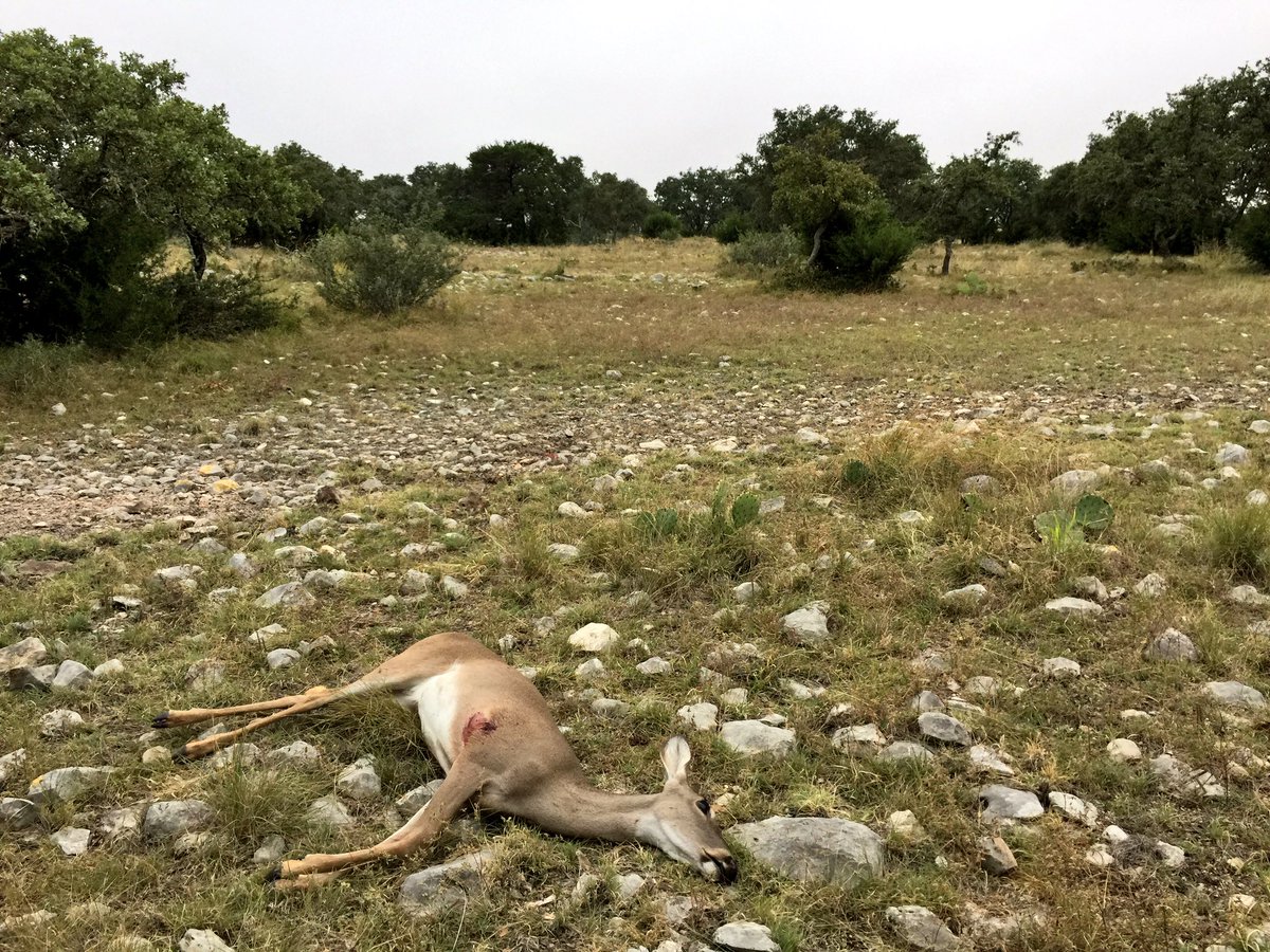 Collin C. Cottrell tweet media