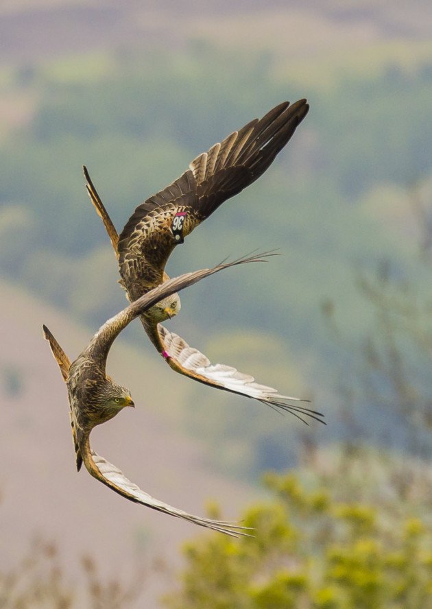 3CrowsPhotog's tweet photo. 2 weeks, 4 days, 23 hours, and 50 minutes... #UKTrip #Wales #RedKites #cantwait #England #IMightNotComeBack #bucketlist https://t.co/foGwcPNc0i