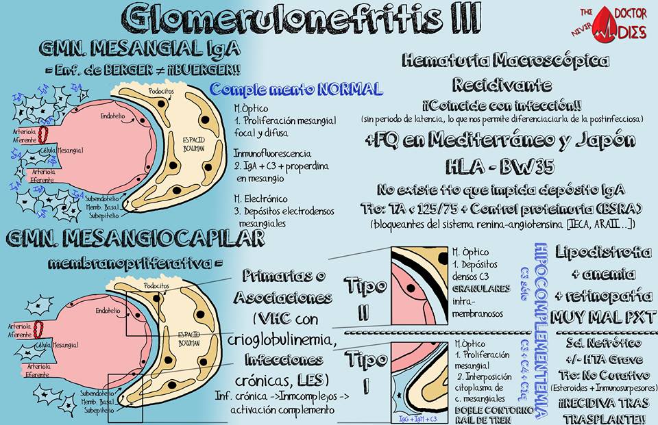 ChuletasMedicas's tweet photo. 3/4 Glomerulonefritis formando parte de las paredes de estudiantes #MIR @TheDocNeverDies #2MIR17 #RepasoMIR #Nefrologia #Medicina https://t.co/FZ0fk7USYY