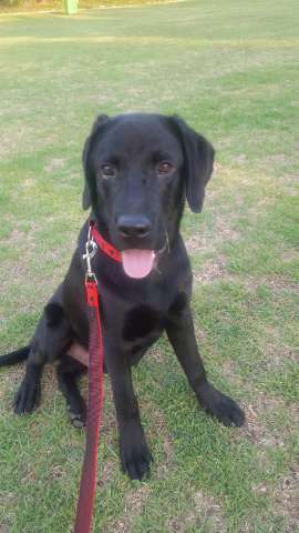 Labrelledogs tweet picture