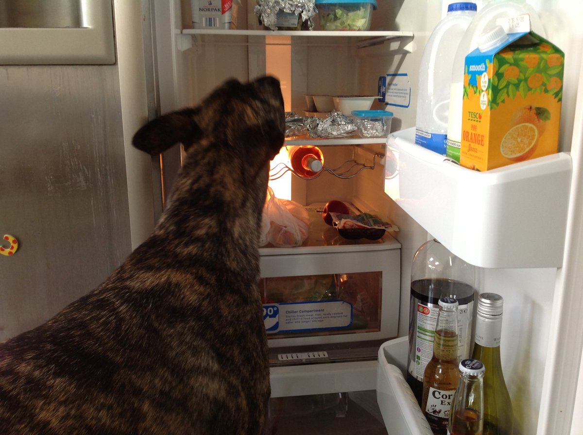 pospolicedogs's tweet photo. He doesn't steal food from the fridge even when he gets the chance!! https://t.co/Kd3CLTf2yO