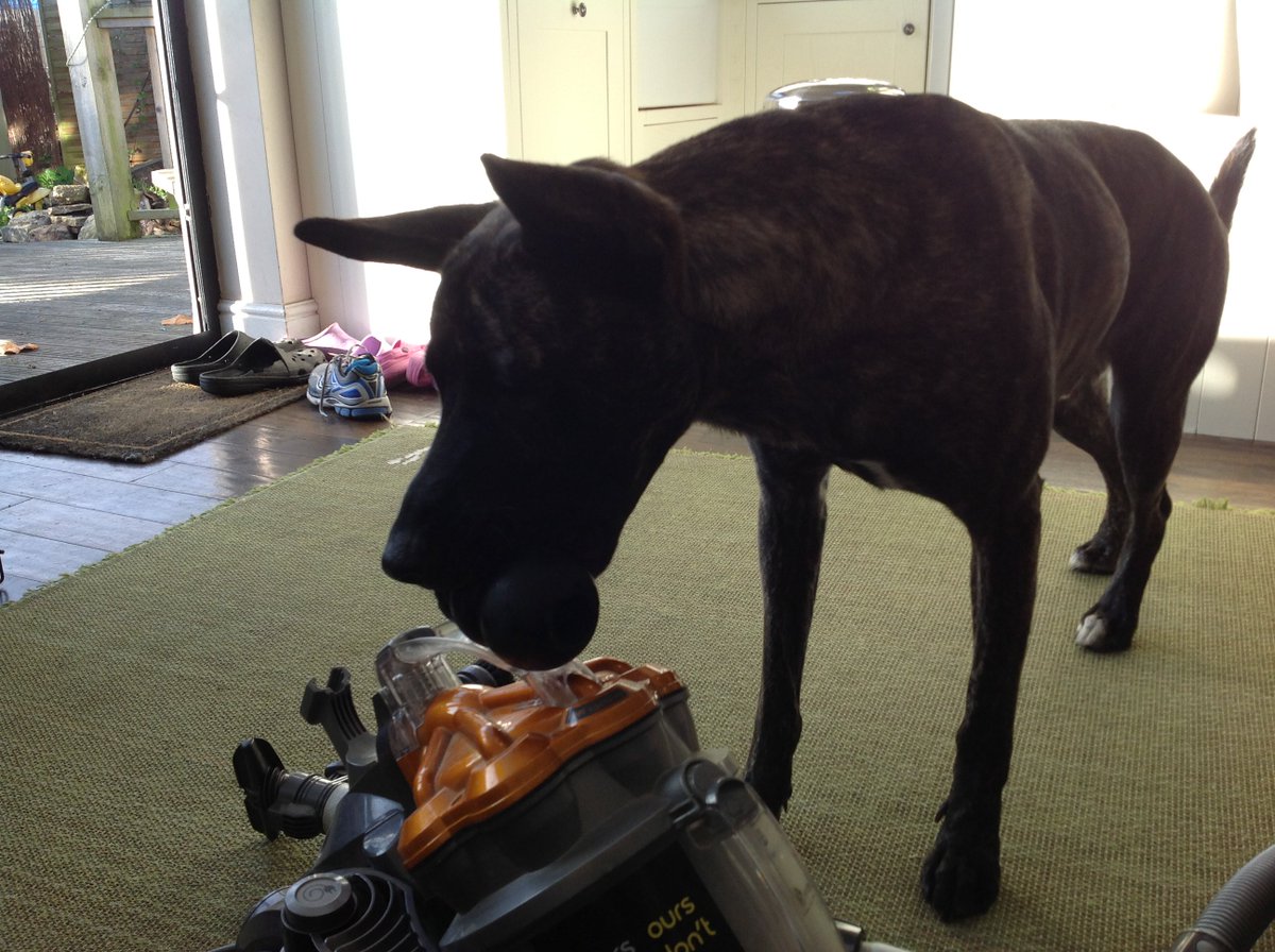 pospolicedogs's tweet photo. We have been everywhere (including CBRN training) and the vacum is the only thing that has phased him. https://t.co/rWI9w4xhF2
