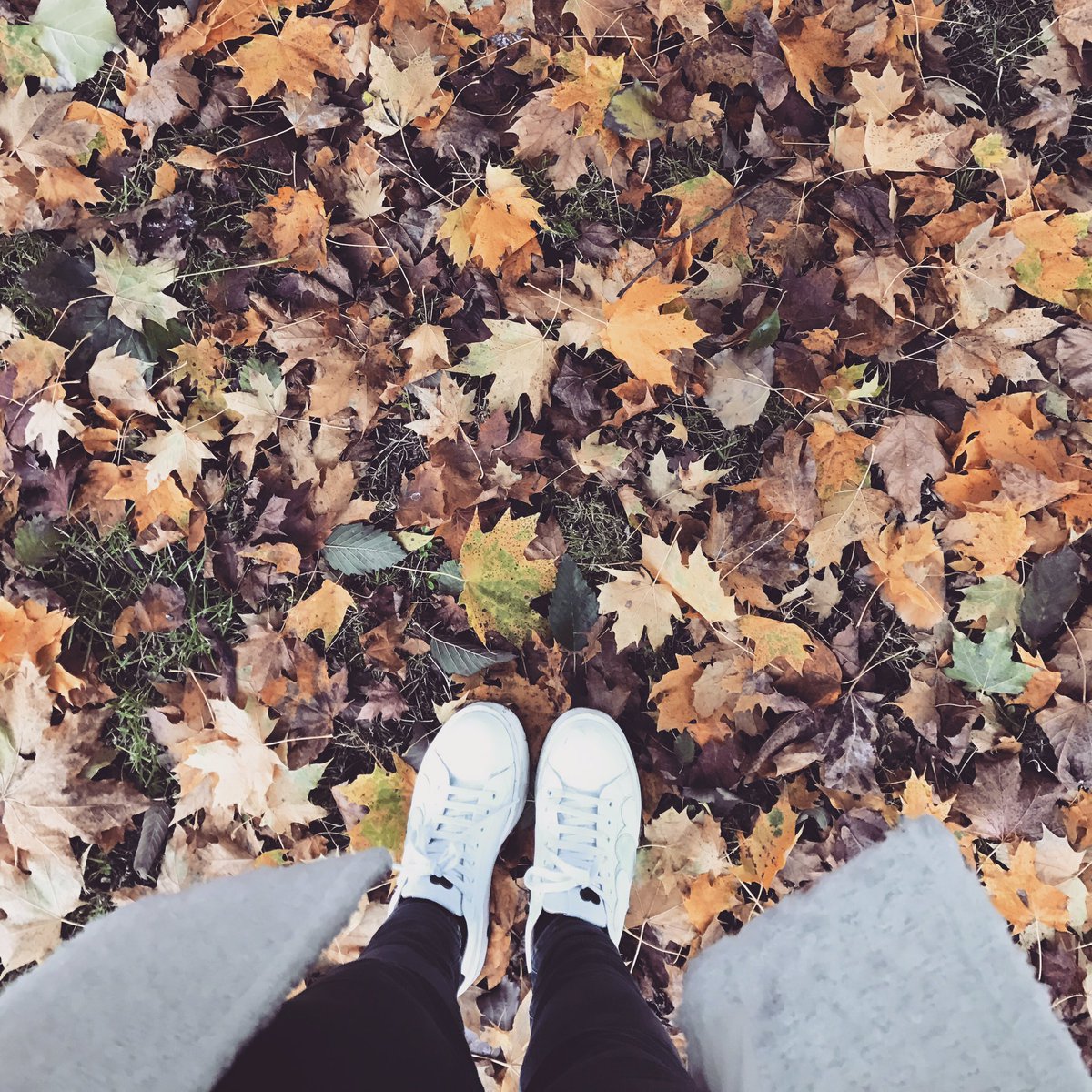 AlisonDankers's tweet photo. 🍃🐾🍂 https://t.co/QGGwcizSst
