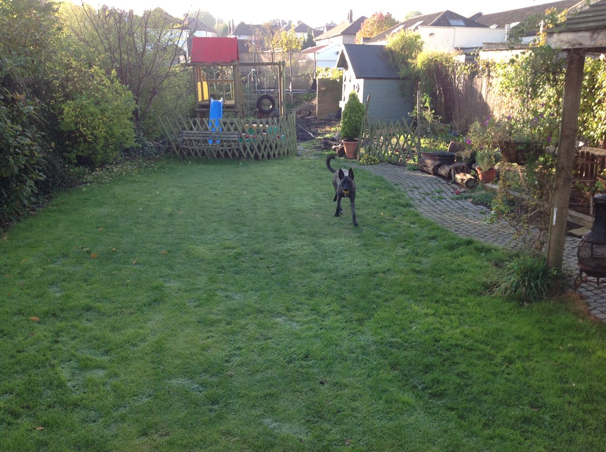 pospolicedogs's tweet photo. In case it crossed your mind - he is more flyball than flying squad! https://t.co/bhrMwYsUES