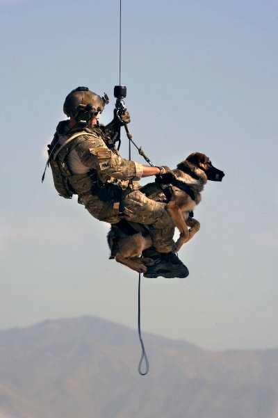 ismypetsafe's tweet photo. Today is #VeteransDay Please remember too the many #Military #dogs who have served. https://t.co/7HU5tx3bSc https://t.co/2tXti1oY4V