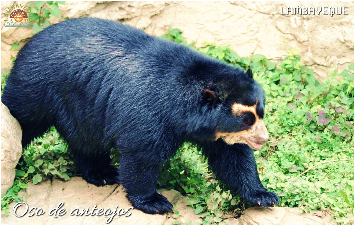 LAMBAYEQUE ACTUAL tweet media