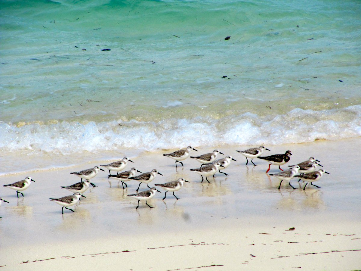 More than 170 species of bird can be found in the Turks + Caicos Islands. Get out your binoculars!