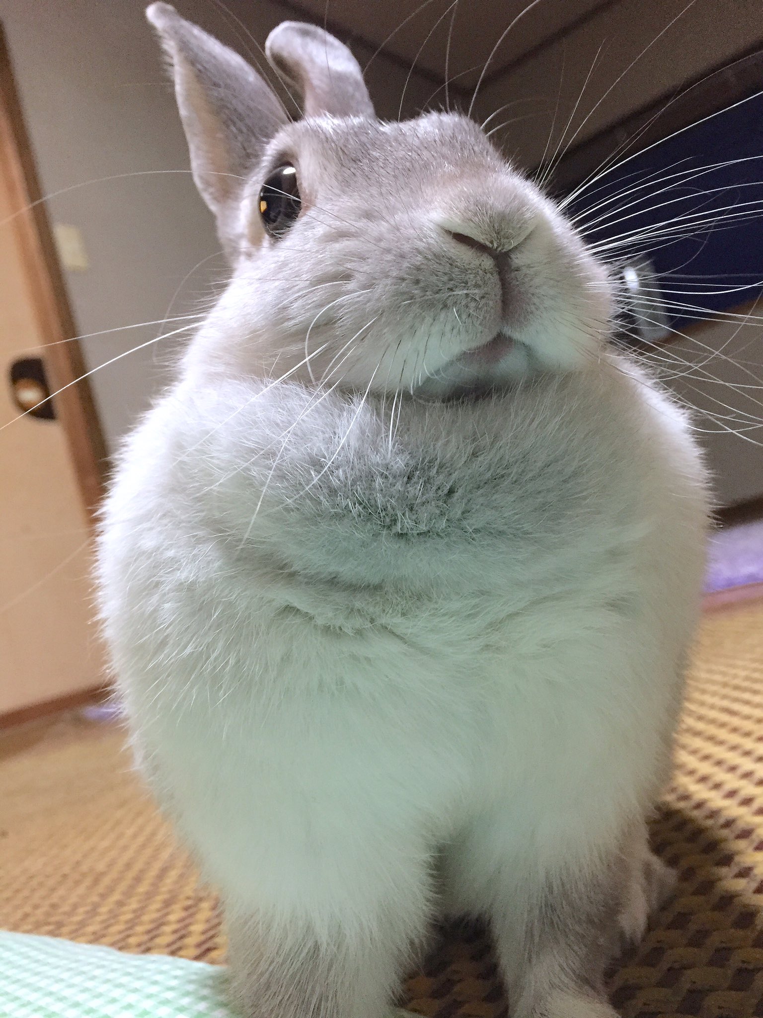 White Rabbit Fever 白兎熱 MAIJA TAMMIマイヤタミー うさぎのミミちゃん🐰 on X: 
