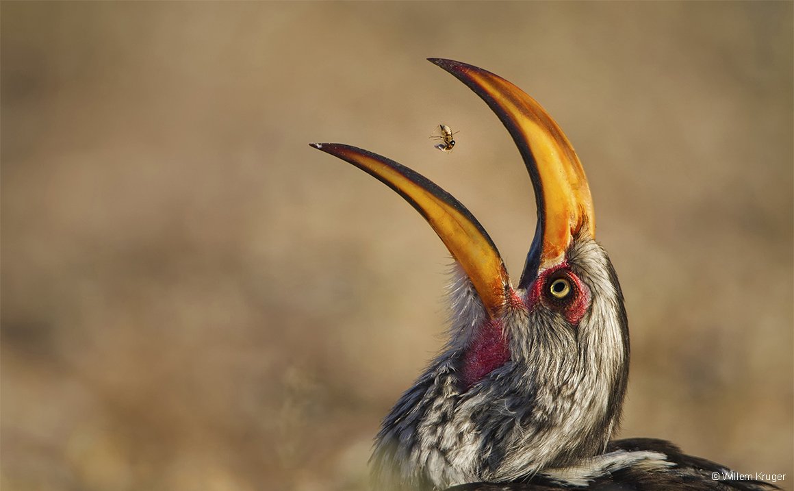 BristolHipp's tweet photo. #something4theweekend The Wildlife Photographer of the Year exhibition is back @mshedbristol 12 Nov 2016 - 5 Mar 2017 and it looks awesome! https://t.co/uNQ37110JC