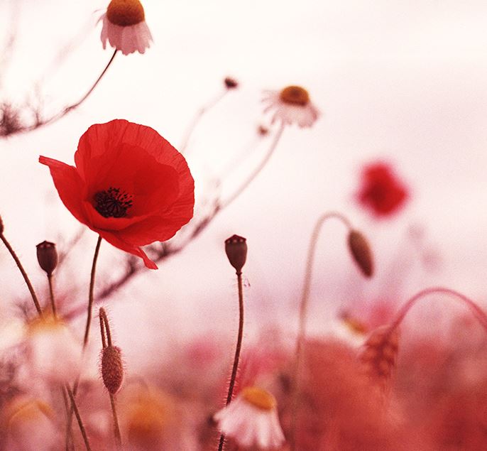 escents's tweet photo. Today we honour, remember and pay respects to all of the brave men and women who have made sacrifices in the line of duty. #WeRemember 🇨🇦 https://t.co/elo5dxa6hS