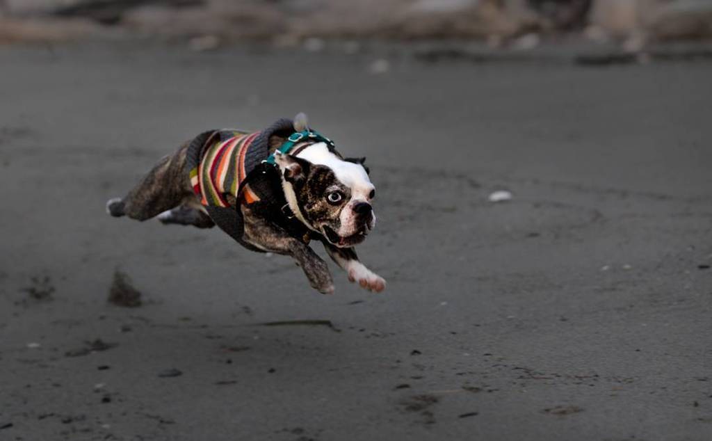 photorectoby's tweet photo. #bulletdog Archer going after a ball. Use Servo AI or af-c for tracking moving subjects. 📷… https://t.co/I6mtJPqdcI https://t.co/1sWFnzOvPJ
