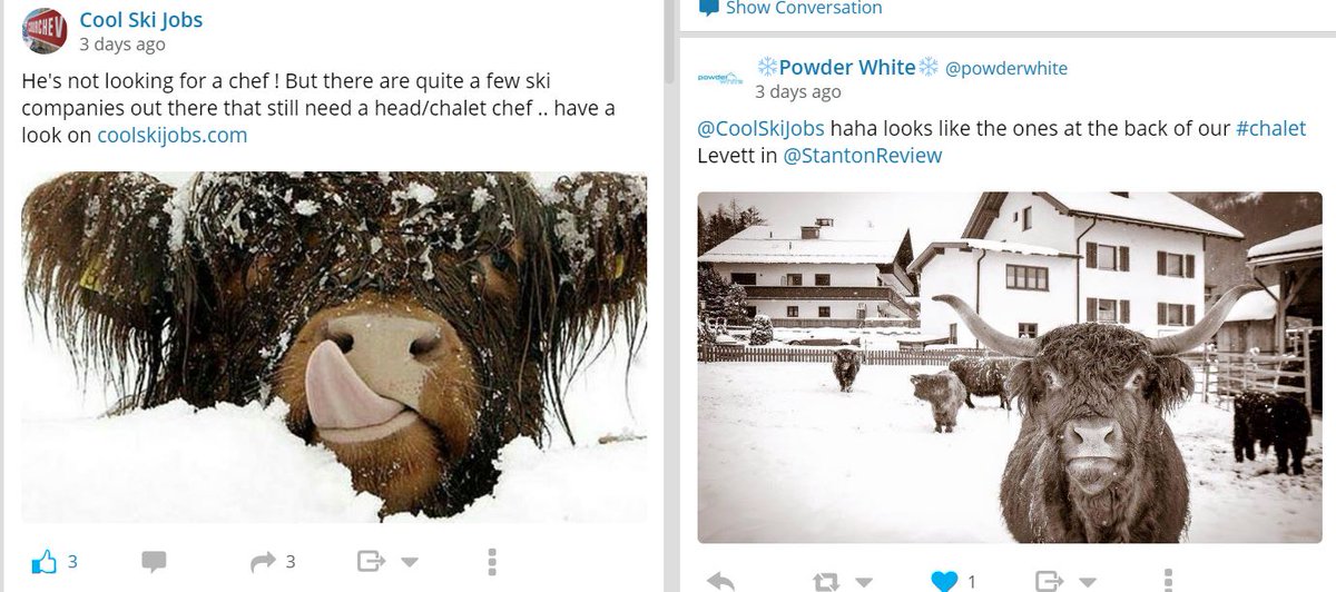 CoolSkiJobs's tweet photo. separated at birth #sillycows #moo @powderwhite https://t.co/UPJASNwcvg