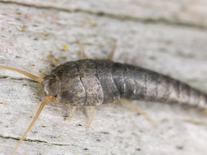 Pestokil1's tweet image. For Silverfish Control and Removal contact us today. #pestcontrol #Silverfishremoval #Silverfishcontrol
pestcontrolsupport.co.uk