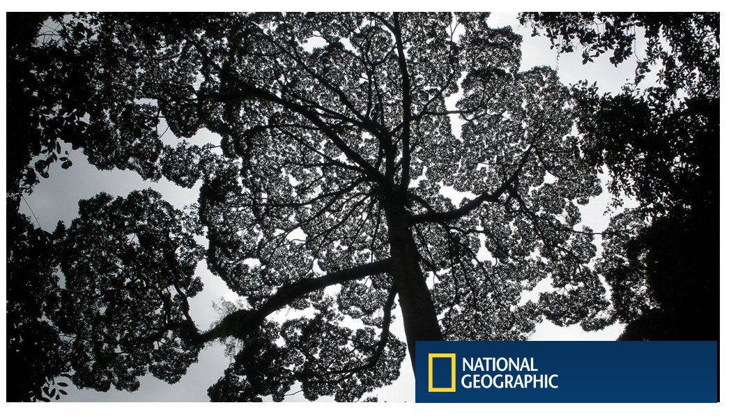 TittaHolsa's tweet image. World&apos;s Tallest tropical trees discovered #Trees #LiDARtech #Nature goo.gl/uo15Hm