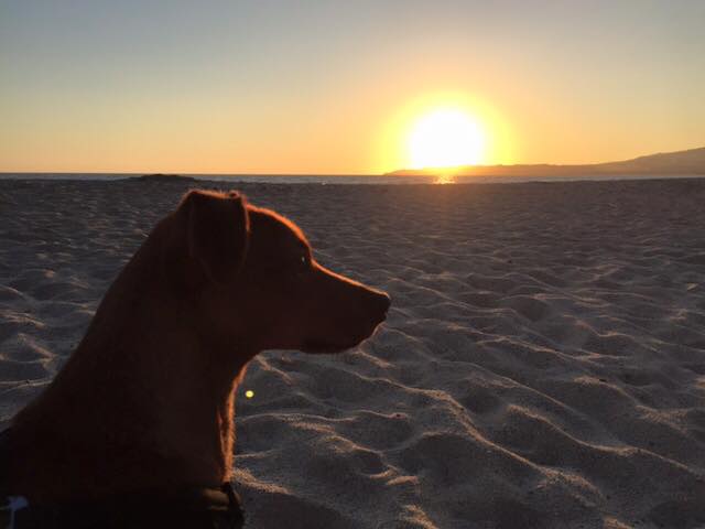 CasaPacificaBB's tweet photo. The weekend is here... time to hit the beach. https://t.co/vFpjxLf1Am