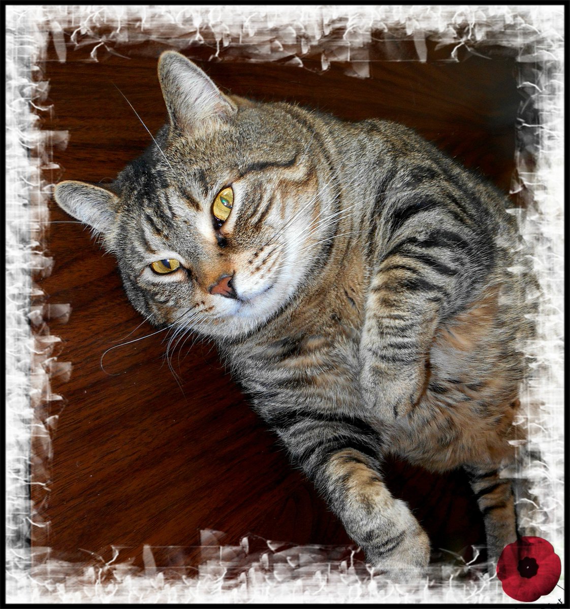 #GoodMorning and #HappyRemembranceDay from Marty! Thank you to all the veterans who are serving or have served our country 💞 #LestWeForget 💞