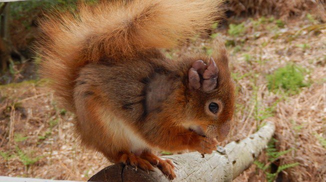 EPFL_en's tweet image. Red squirrels in the British Isles are infected with leprosy bacteria bit.ly/2fIuV1B #epflSV