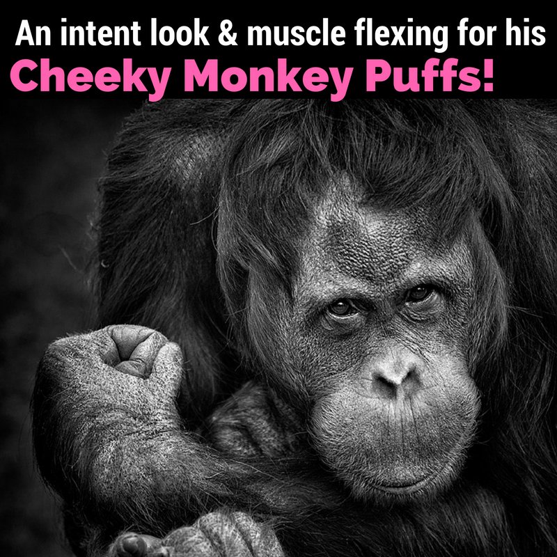 cheekymonkeypb's tweet photo. What are you looking forward to this weekend? This #CheekyMonkey is looking forward to his Cheeky Monkey Puffs &amp; #FridayFun https://t.co/S03Tk9Y7nN