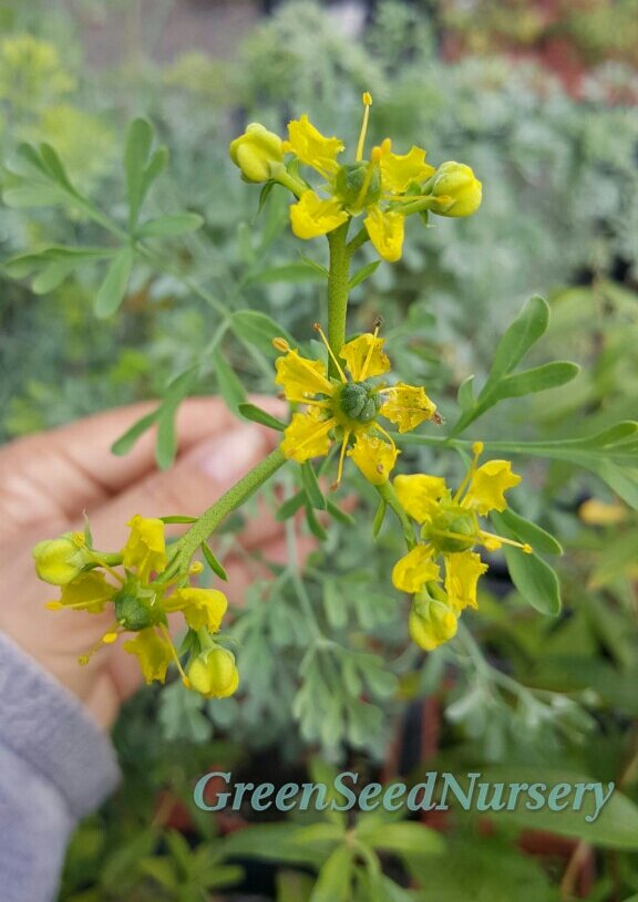 Terry_Chronistr's tweet image. #Rue in bloom, fall zone 8, #ornamental easy to grow, #culinary bitter. Wiki link tinyurl.com/gufyvty