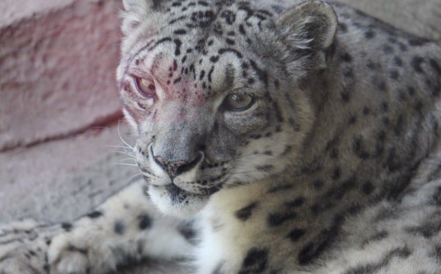 scrivener 2.8 on snow leopard
