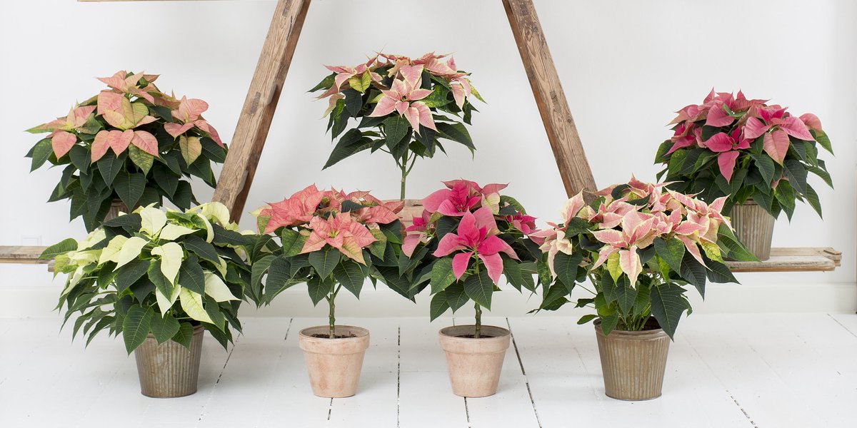 Wist je dat er begin november meer zeldzame kleuren Kerstster als abrikoos of zalm verkrijgbaar zijn dan tegen december?