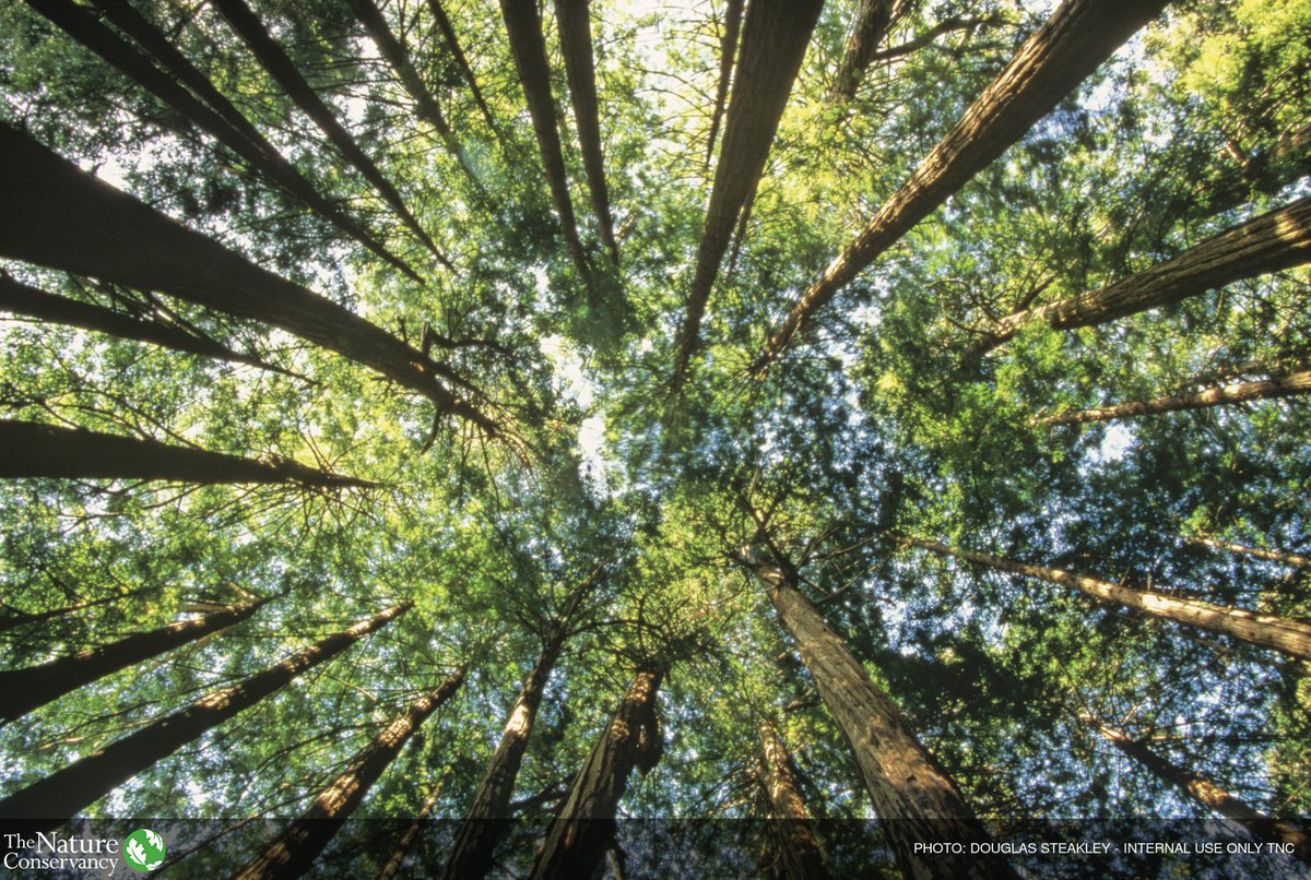 nature_org's tweet image. A natural solution to urban air quality: bit.ly/2eMyJyG